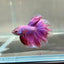 Purple Pink Halfmoon - Male Betta 182