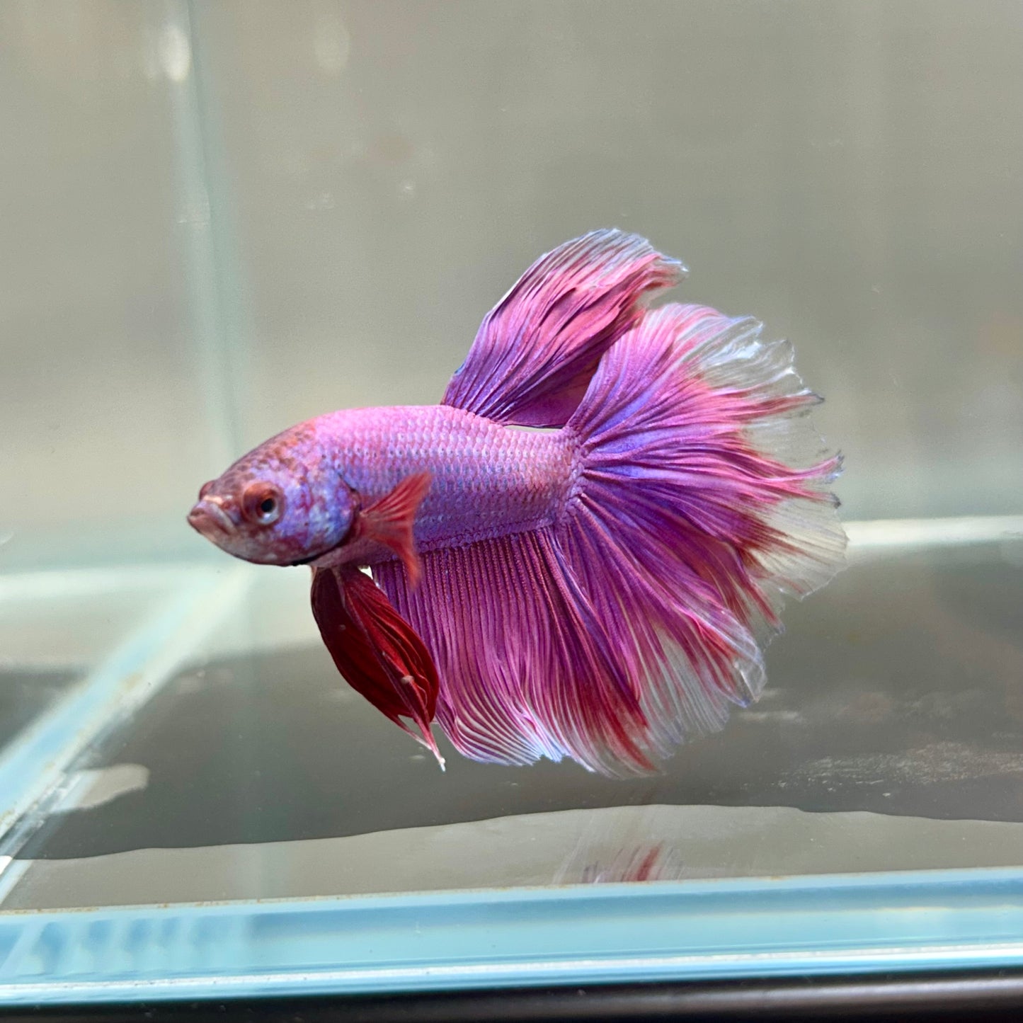 Purple Pink Halfmoon - Male Betta 182