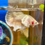 Dumbo 24K Gold Plakat - Male Betta 070