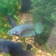 Mixed Wild Type Random Pick - Female sorority