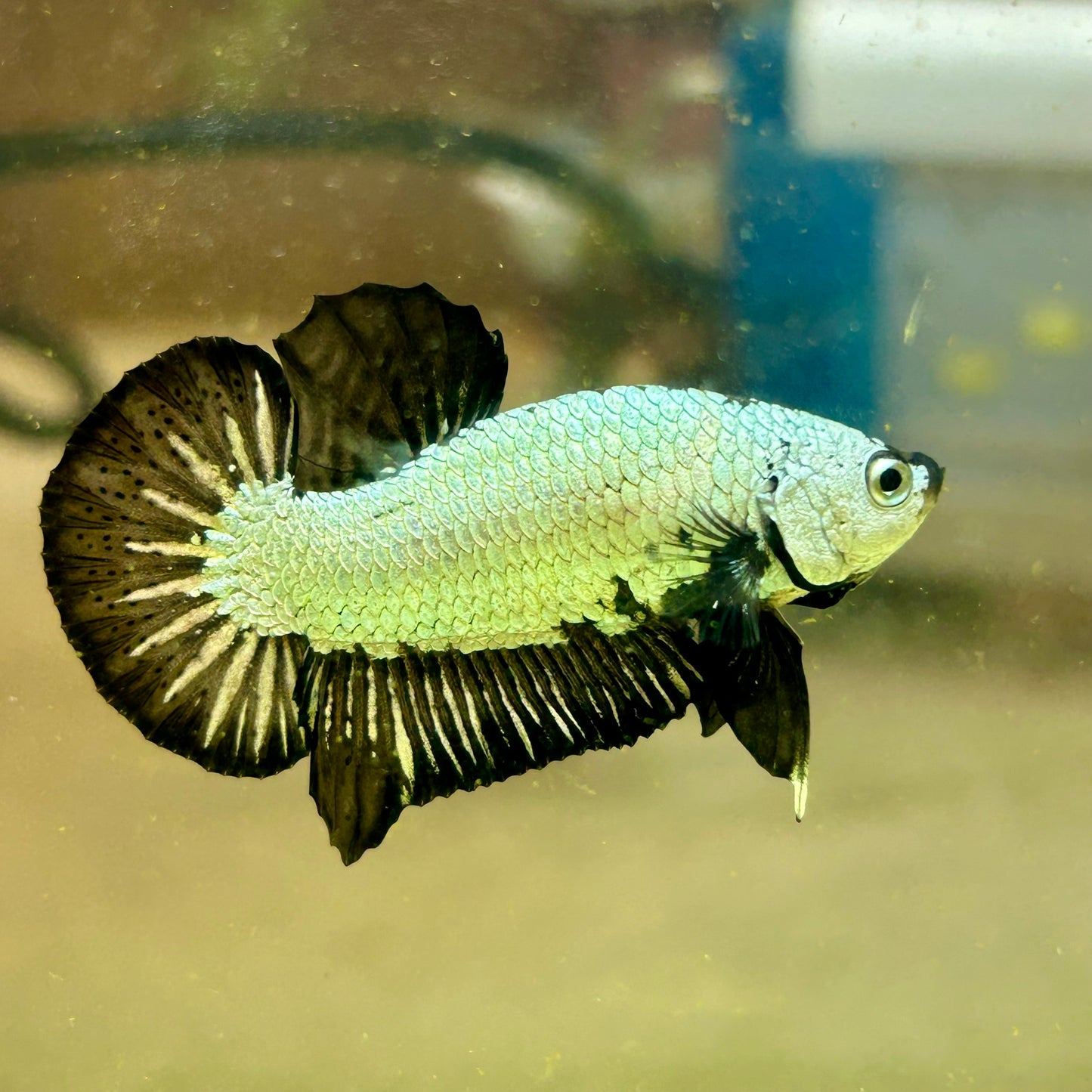 Black Dragon Plakat - Male betta 123