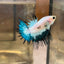 AOC Metallic Crowntail - Male Betta 152