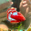 Red Fancy Hellboy Plakat - Male Betta 058