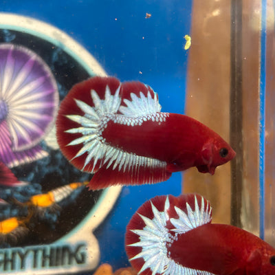 Red Fancy Hellboy Plakat - Male Betta 110