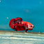 Red Koi Copper Plakat - Male Betta A23