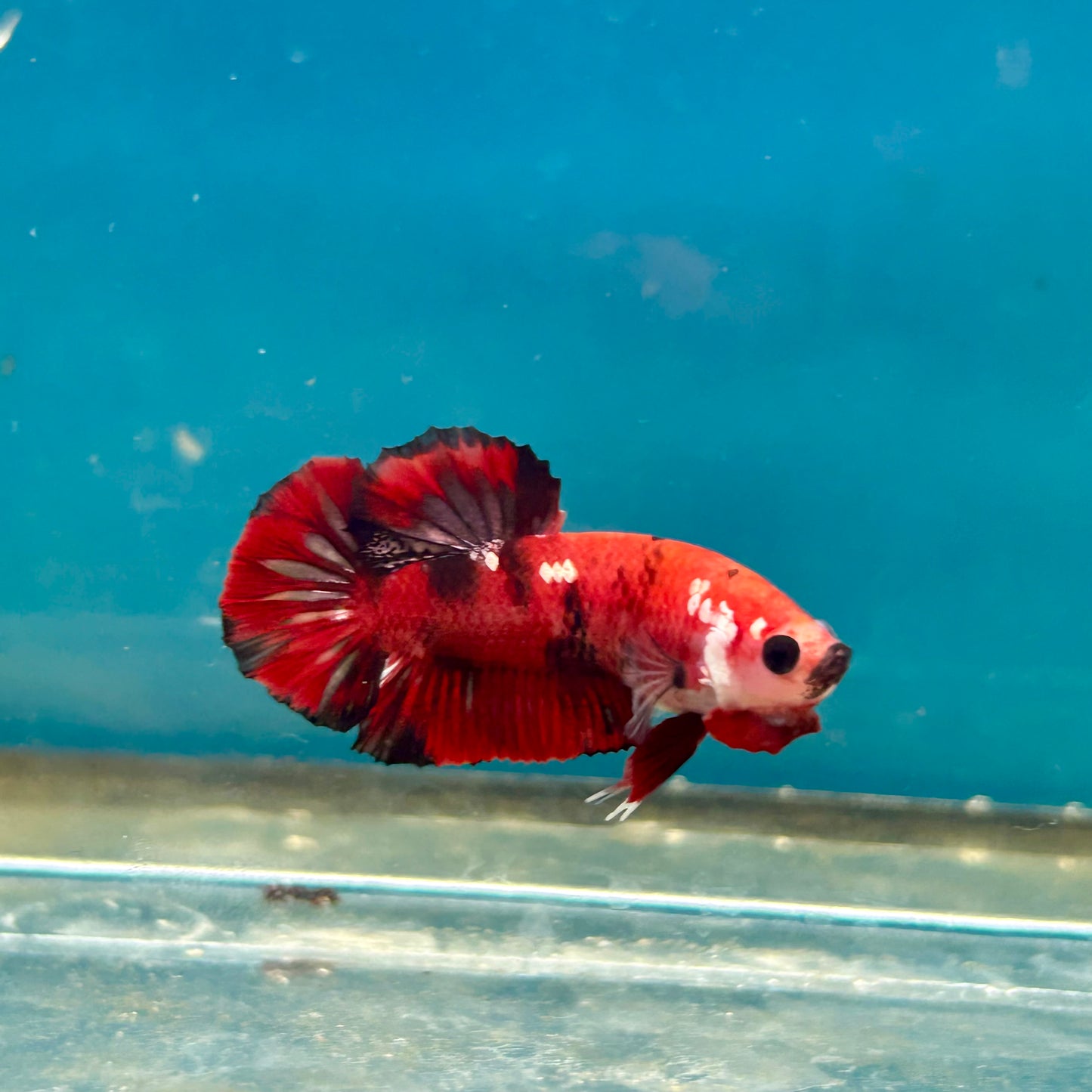 Red Koi Copper Plakat - Male Betta A23
