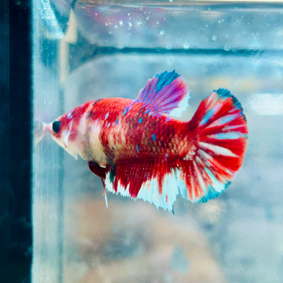 Plakat Red Koi Galaxy Female Betta #162