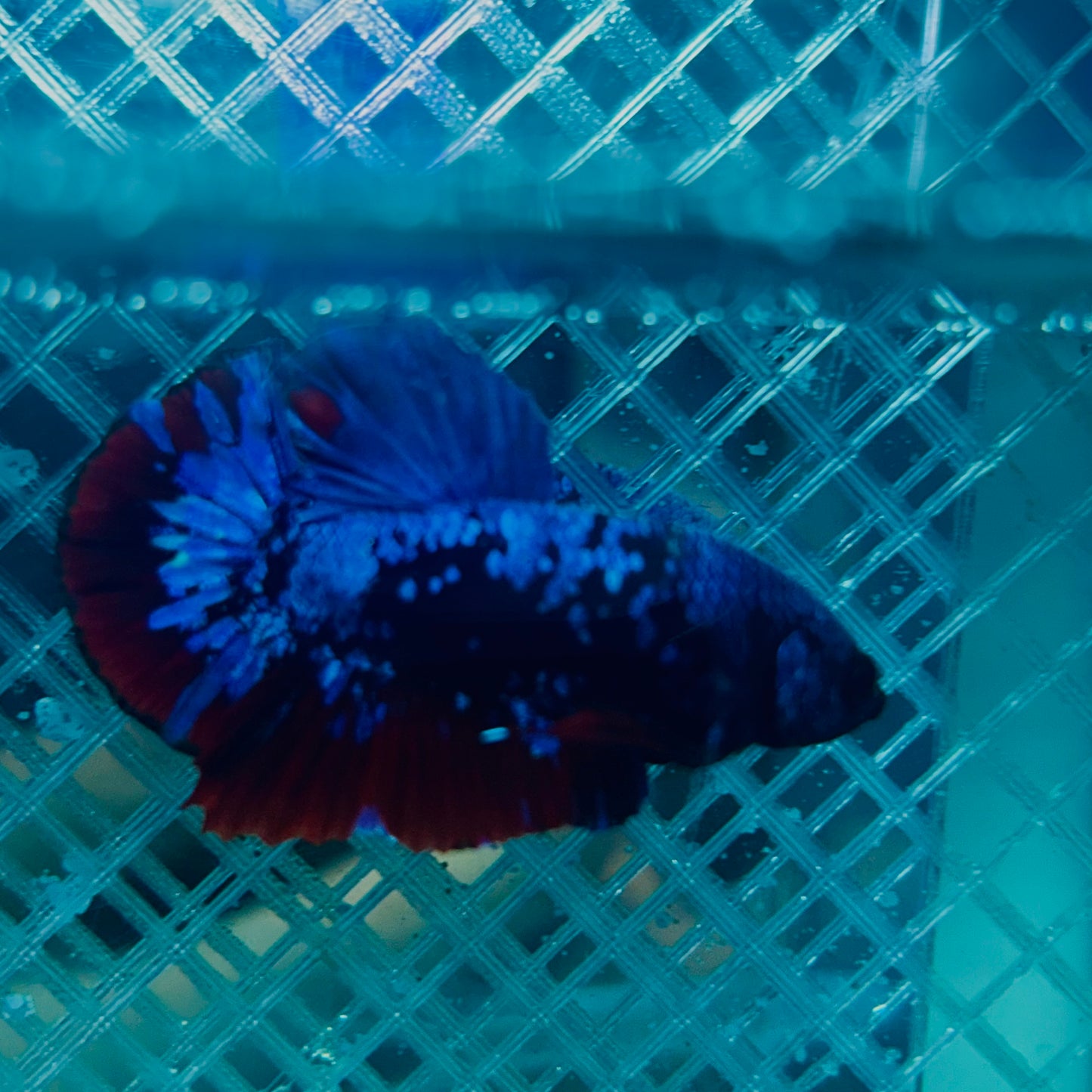 Plakat Avatar Nebula Male Betta #088
