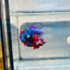 Plakat Red Koi Candy Male Betta #036