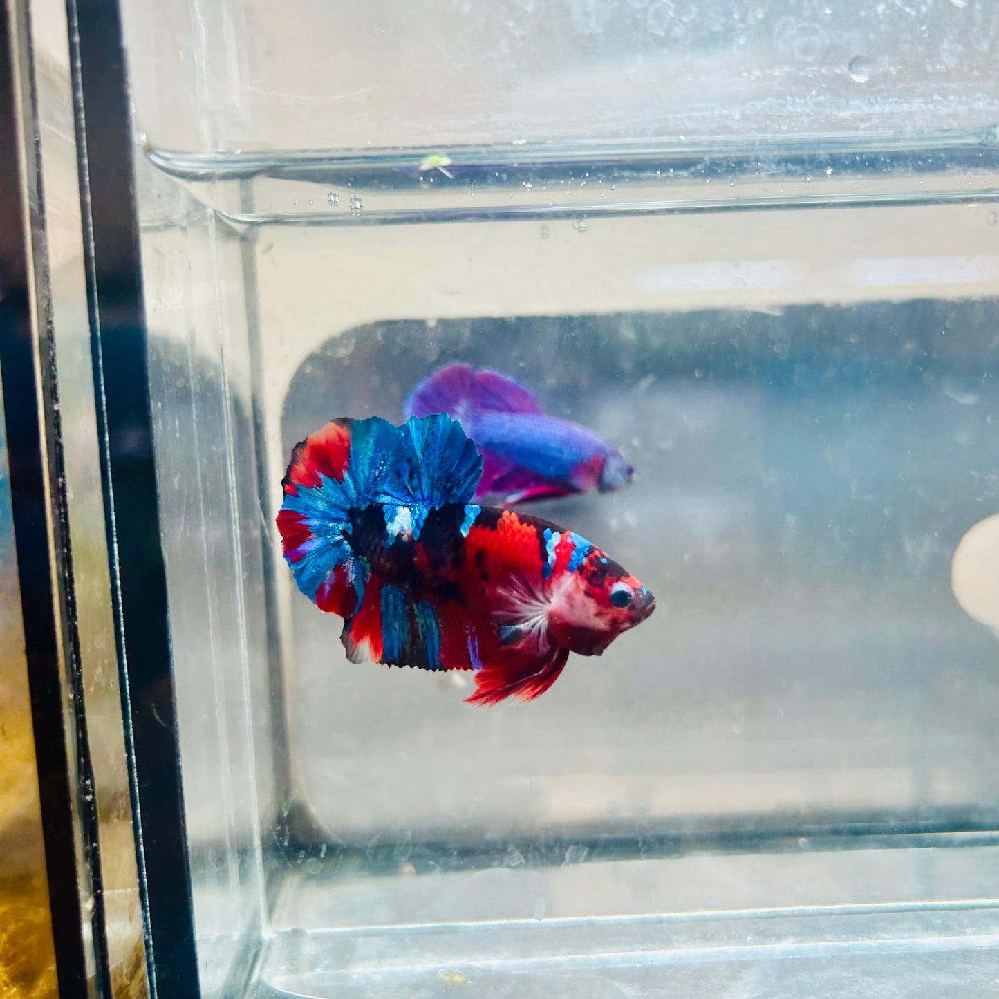 Plakat Red Koi Candy Male Betta #036