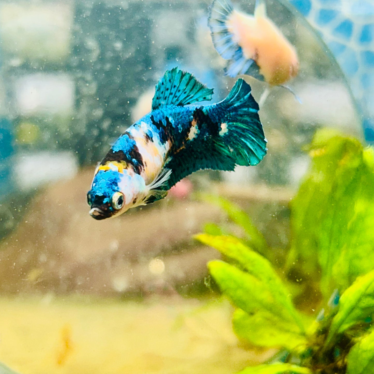 Betta Female Plakat Black Yellow Koi #029