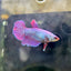 Purple Pink Halfmoon - Female Betta 200