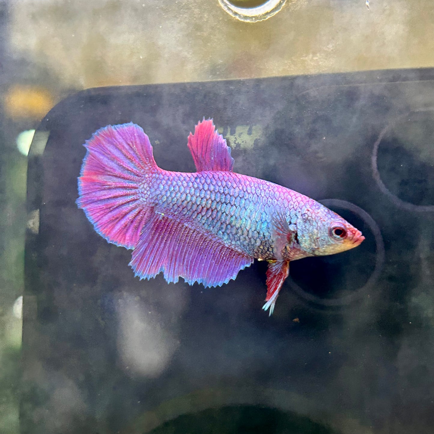 Purple Pink Halfmoon - Female Betta 200