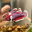 Dumbo Lavender Plakat - Female Betta 113