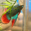 Wild Imbellis Long fins - Male Betta 086