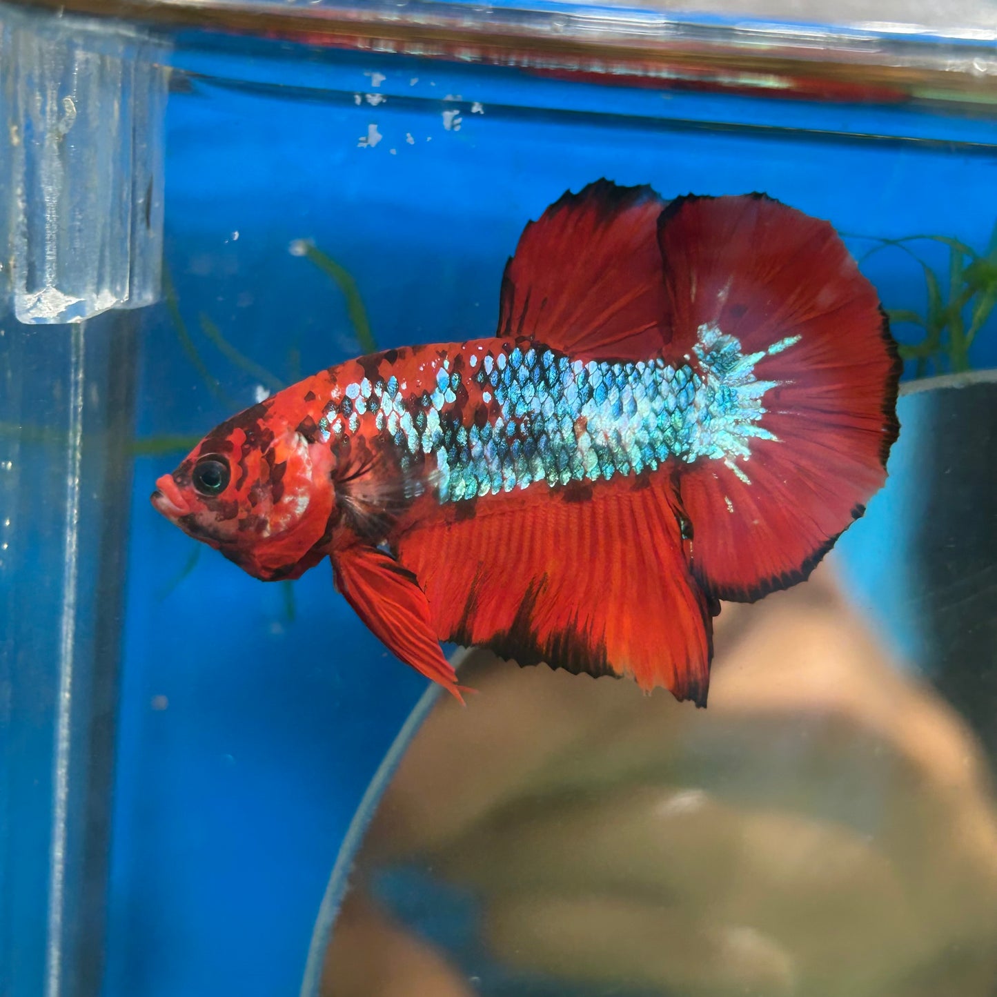 Red Tiger Plakat - Male Betta 061