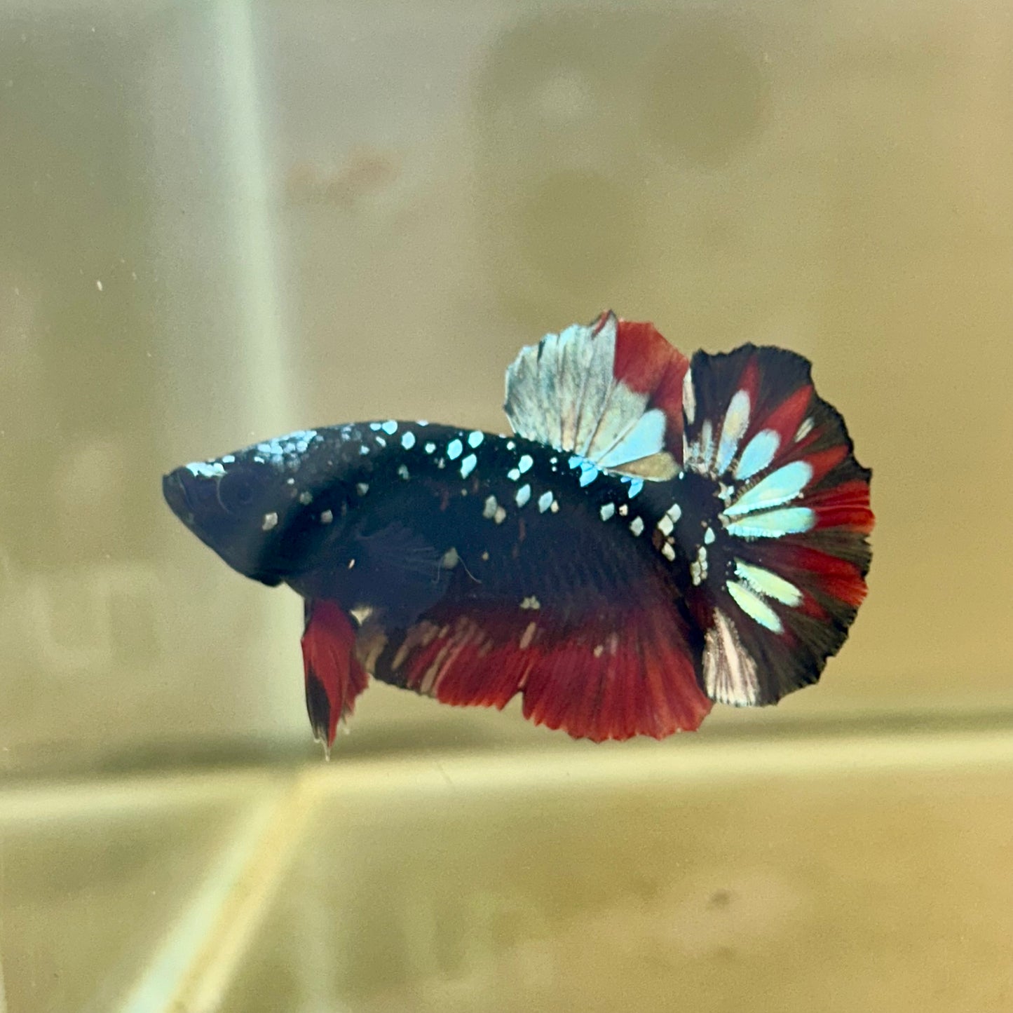 Vampire Copper Avarta Plakat - Male Betta 030