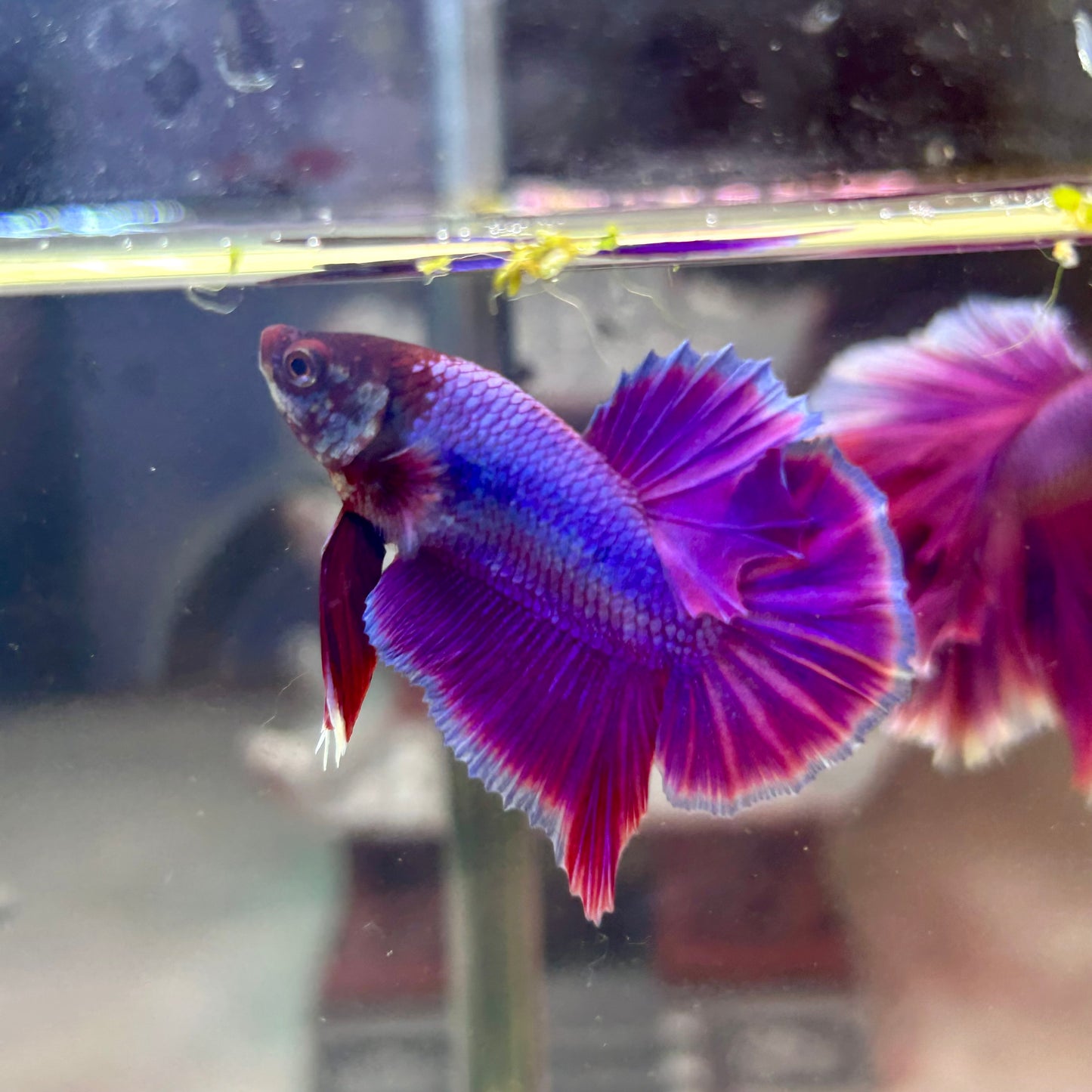 Purple Pink Plakat- Male Betta PM2