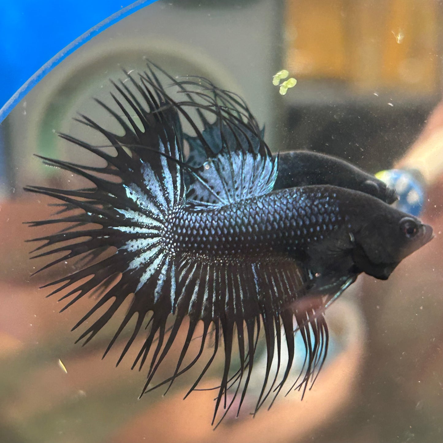 Black Orchid Crowntail - Male Betta 008