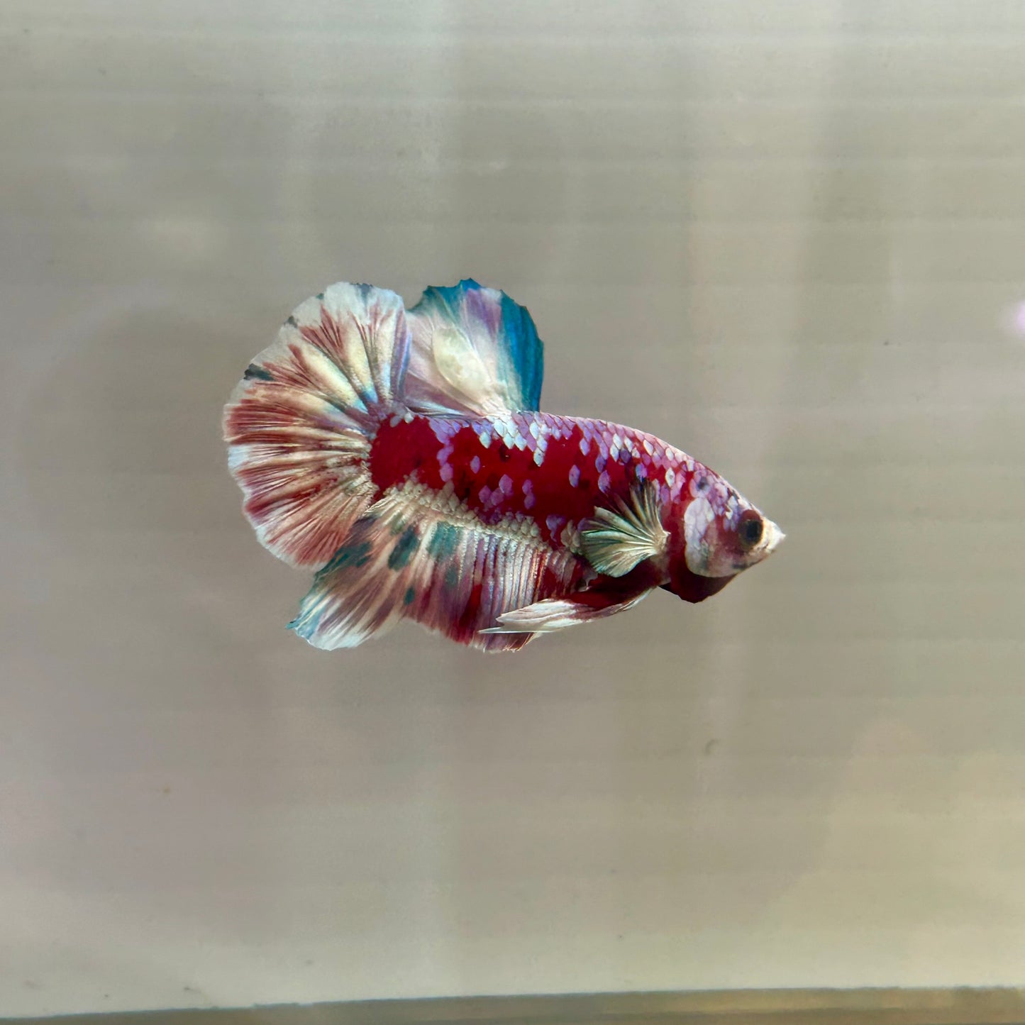 Red Snow Barongsai Plakat - Male Betta 173