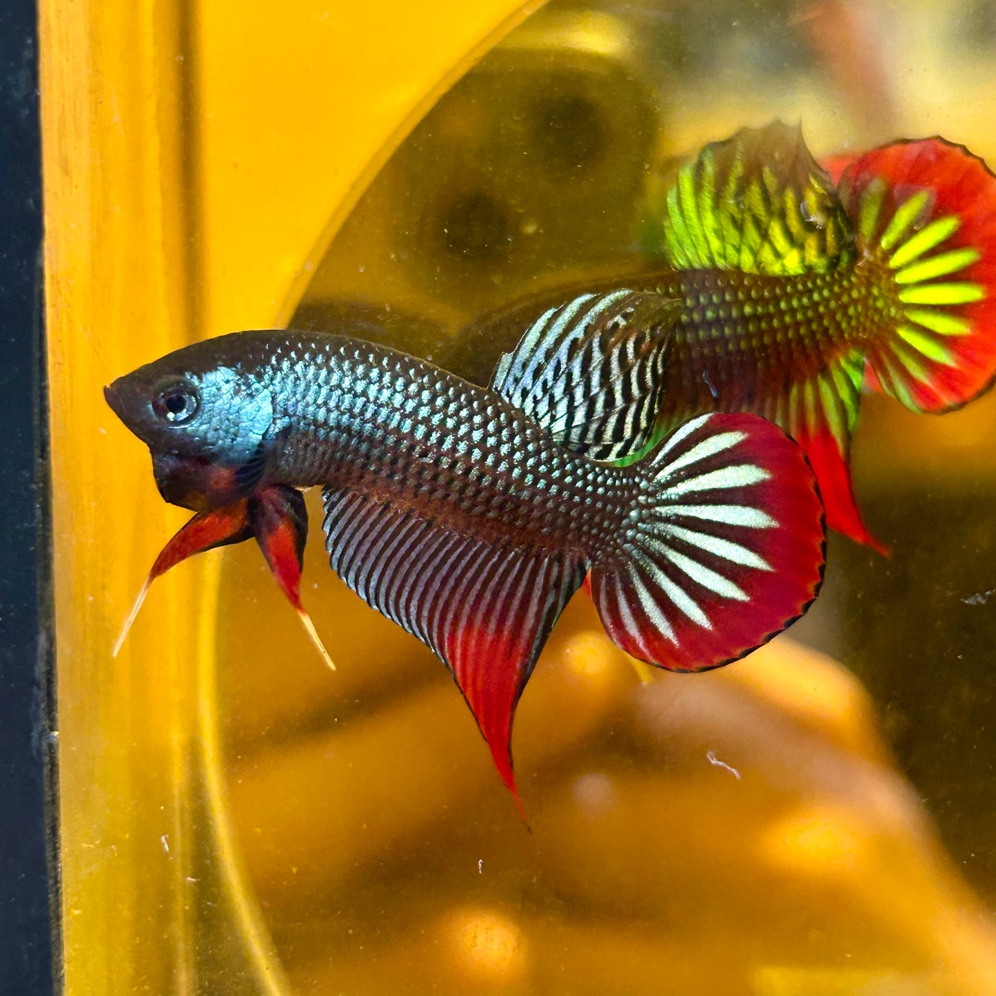 Wild Imbellis Steel Blue - Male Betta 015