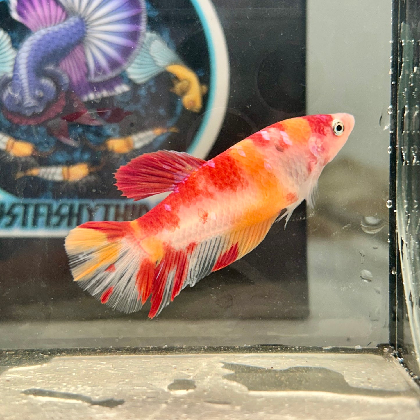 Giant Koi Nemo Galaxy Plakat - Female Betta 122 BO 4.5cm