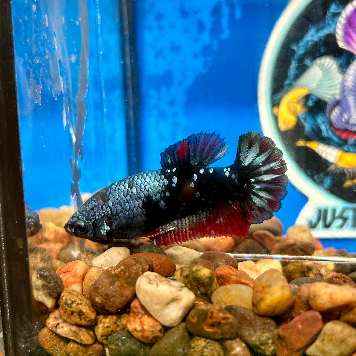 Avarta  Plakat - Female Betta 119