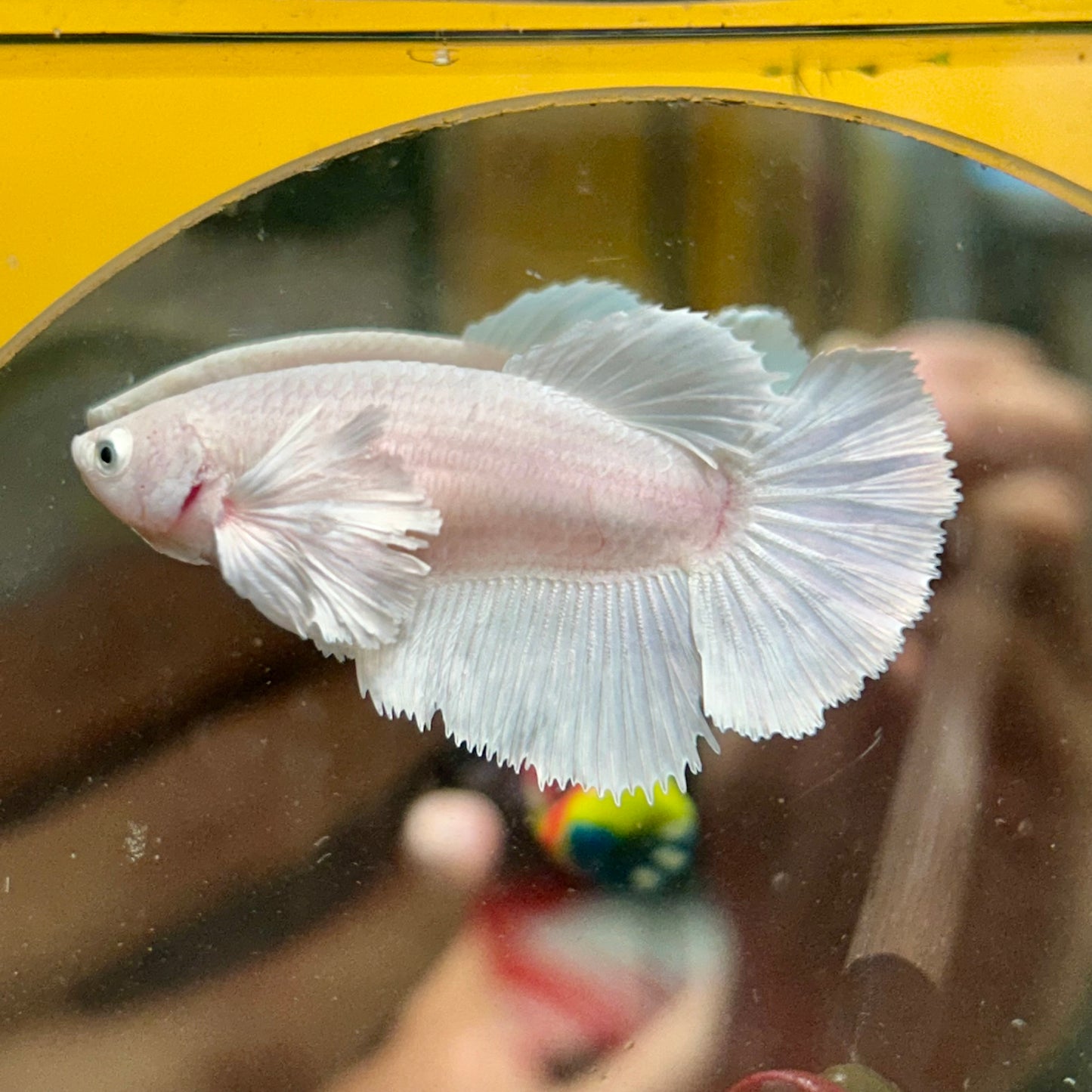 Dumbo White Halfmoon - Female Betta 114