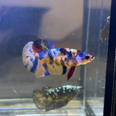 Tiger Koi Plakat - Female Betta 112