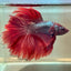 Red Copper Halfmoon - Male Betta 191