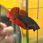 Avarta Vampire Plakat - Female Betta 065