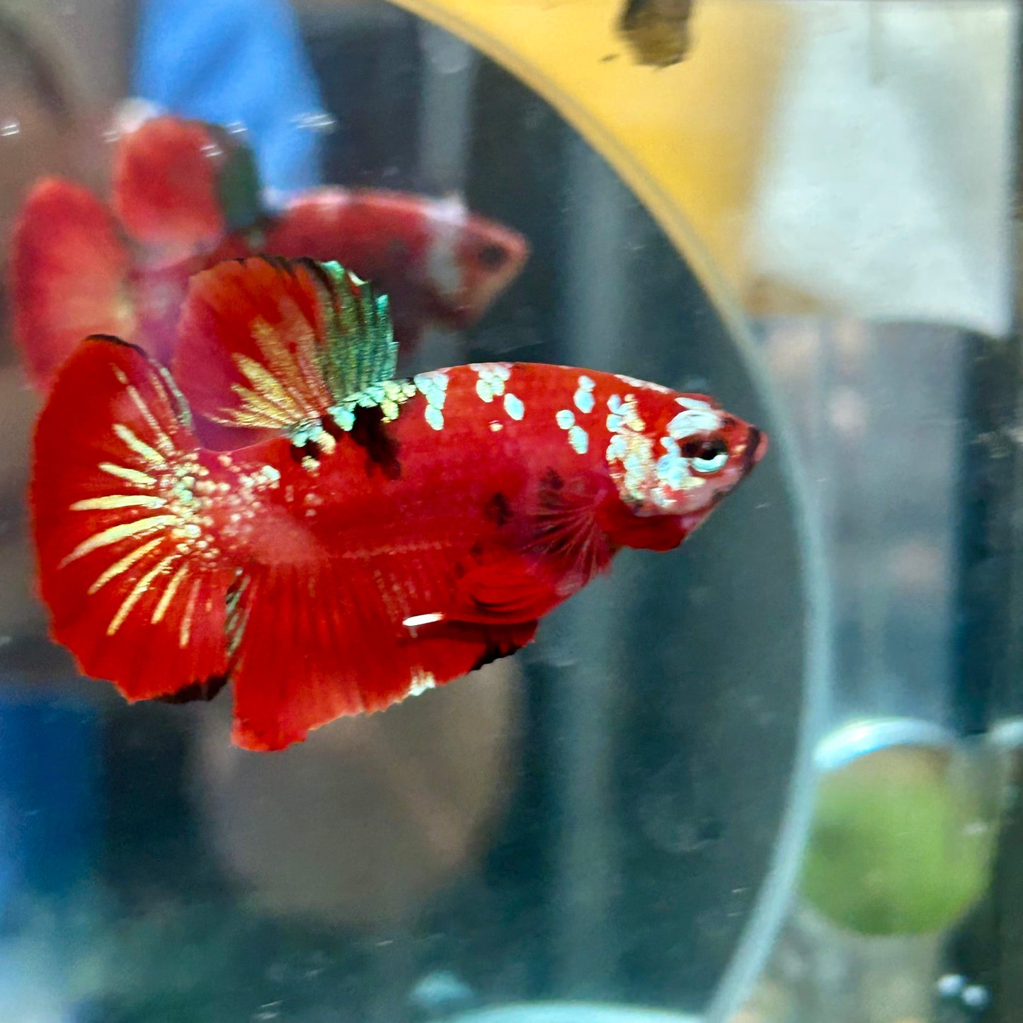 Red Gold Galaxy Plakat - Male Betta 113