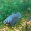 Wild Imbellis Yellow - Female Betta