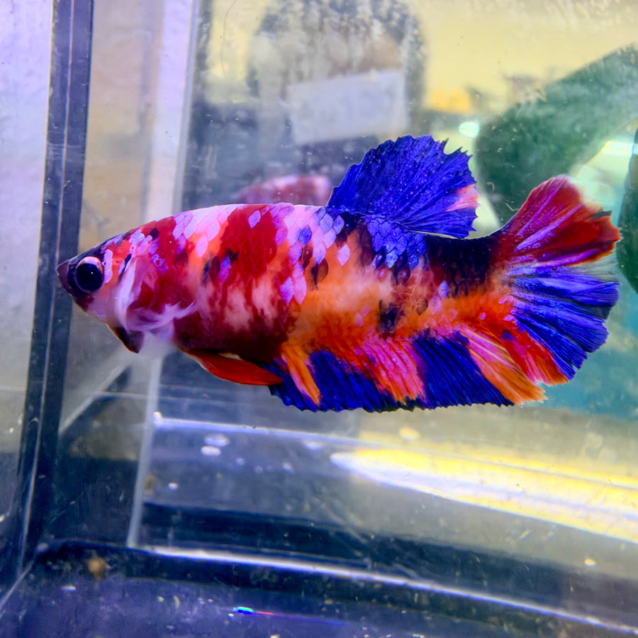 Nemo Koi Plakat Betta Female  #Au100