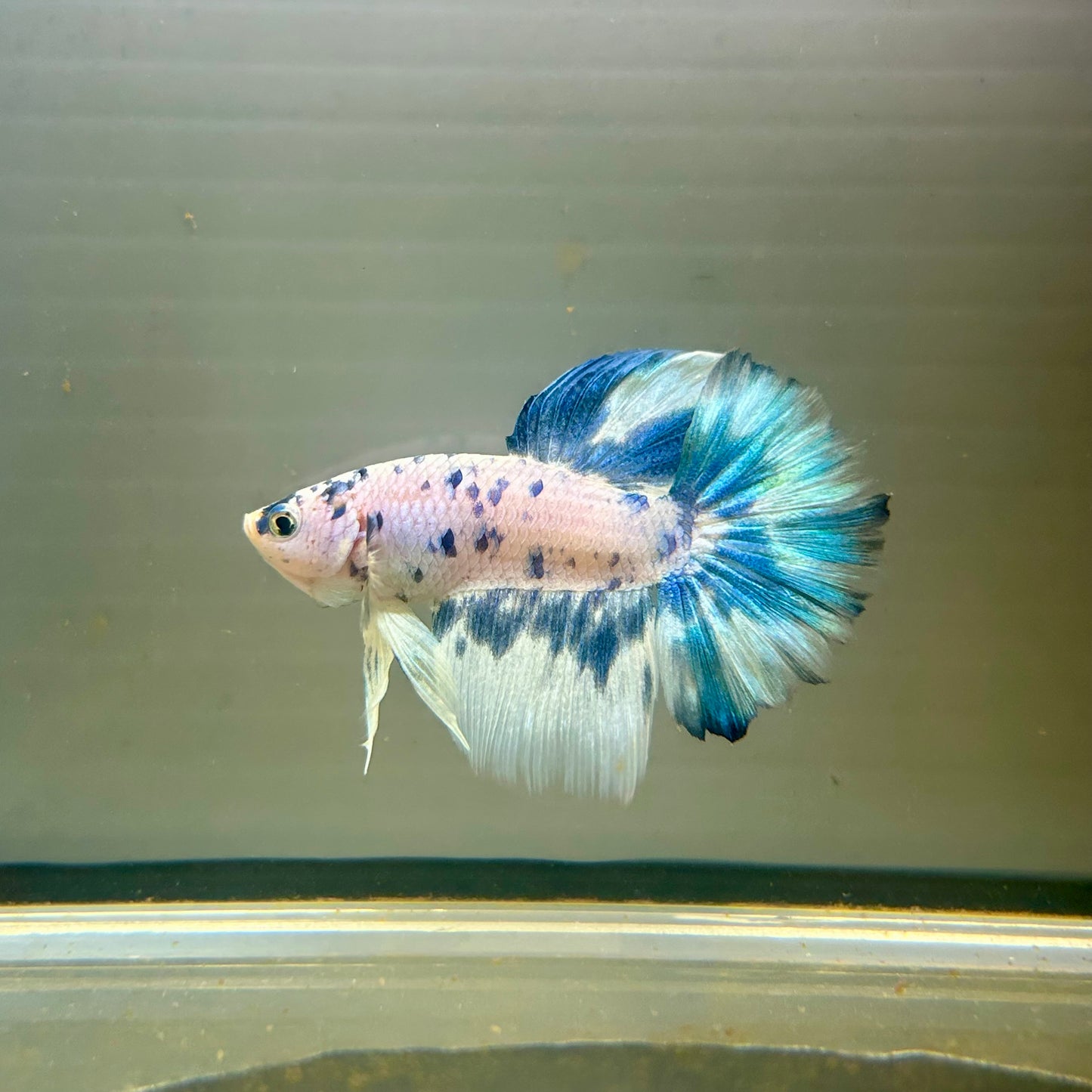 Blue Marble Halfmoon - Male Betta 027