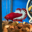 Red Fancy Hellboy Plakat - Male Betta 110