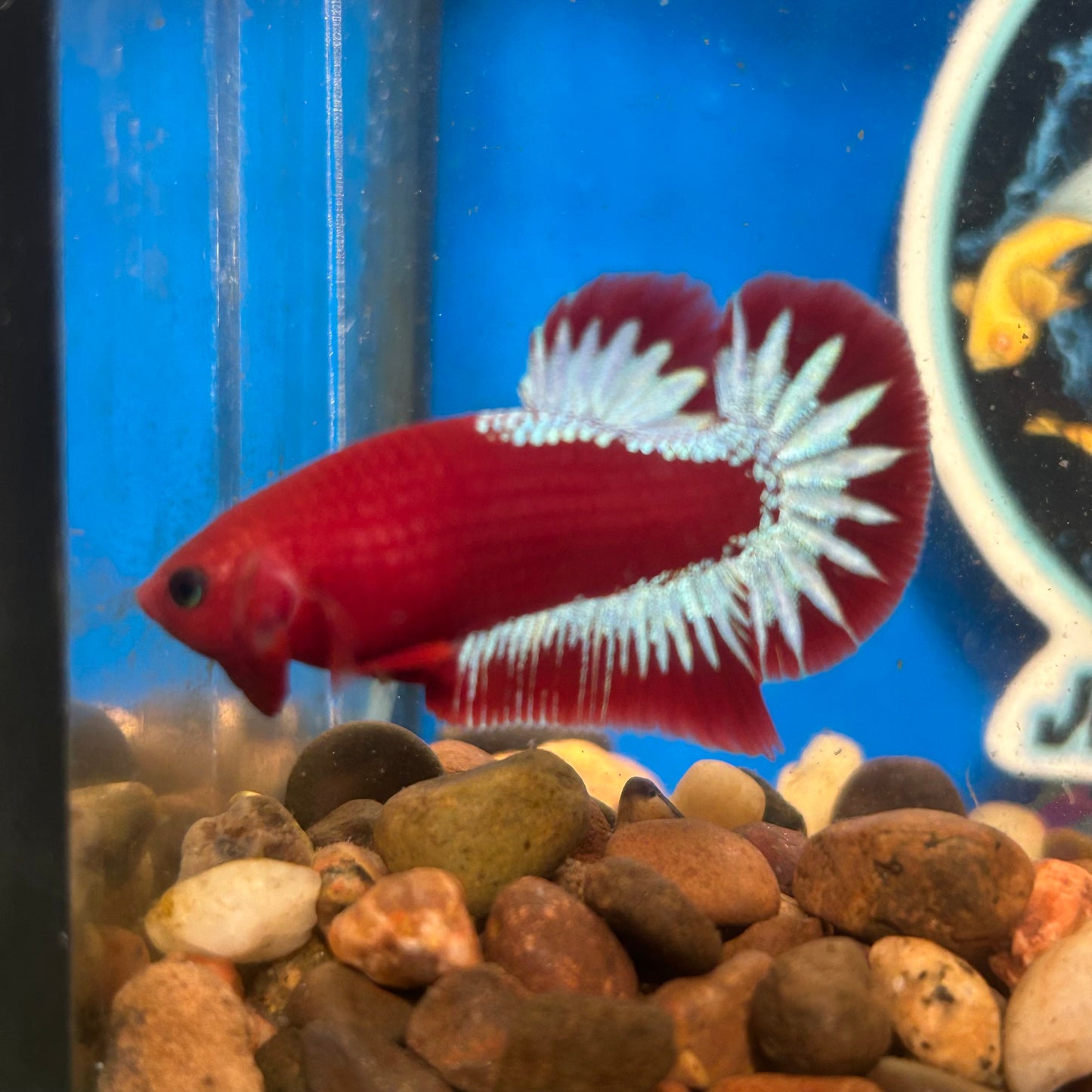 Red Fancy Hellboy Plakat - Male Betta 110