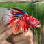 Multicolor Koi Halfmoon - Male Betta 091 Ripped fins