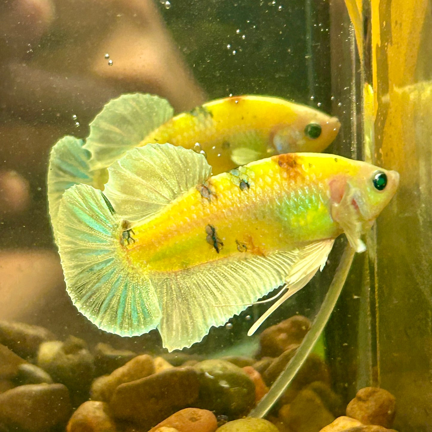 Dumbo Koi Neon Plakat - Male Betta 112