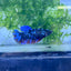 Betta Avarta Nebula Female Plakat Black #174