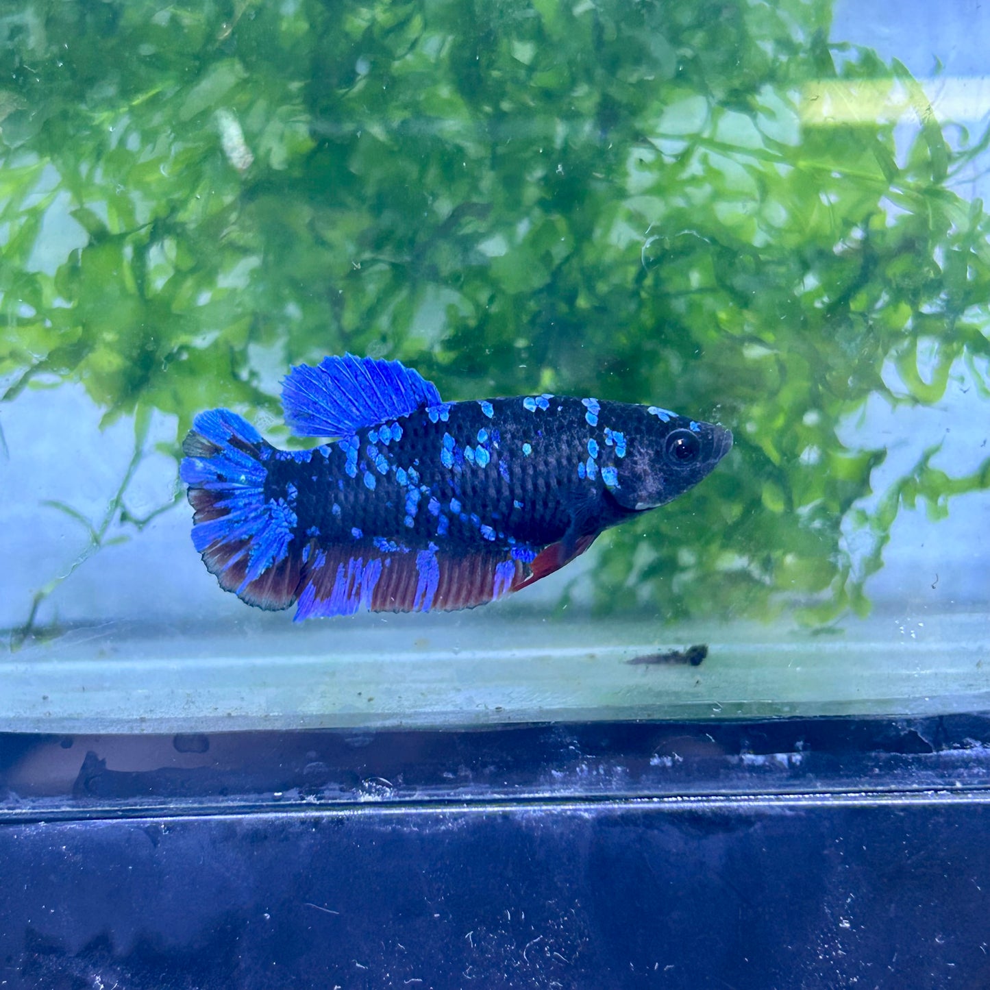 Betta Avarta Nebula Female Plakat Black #174