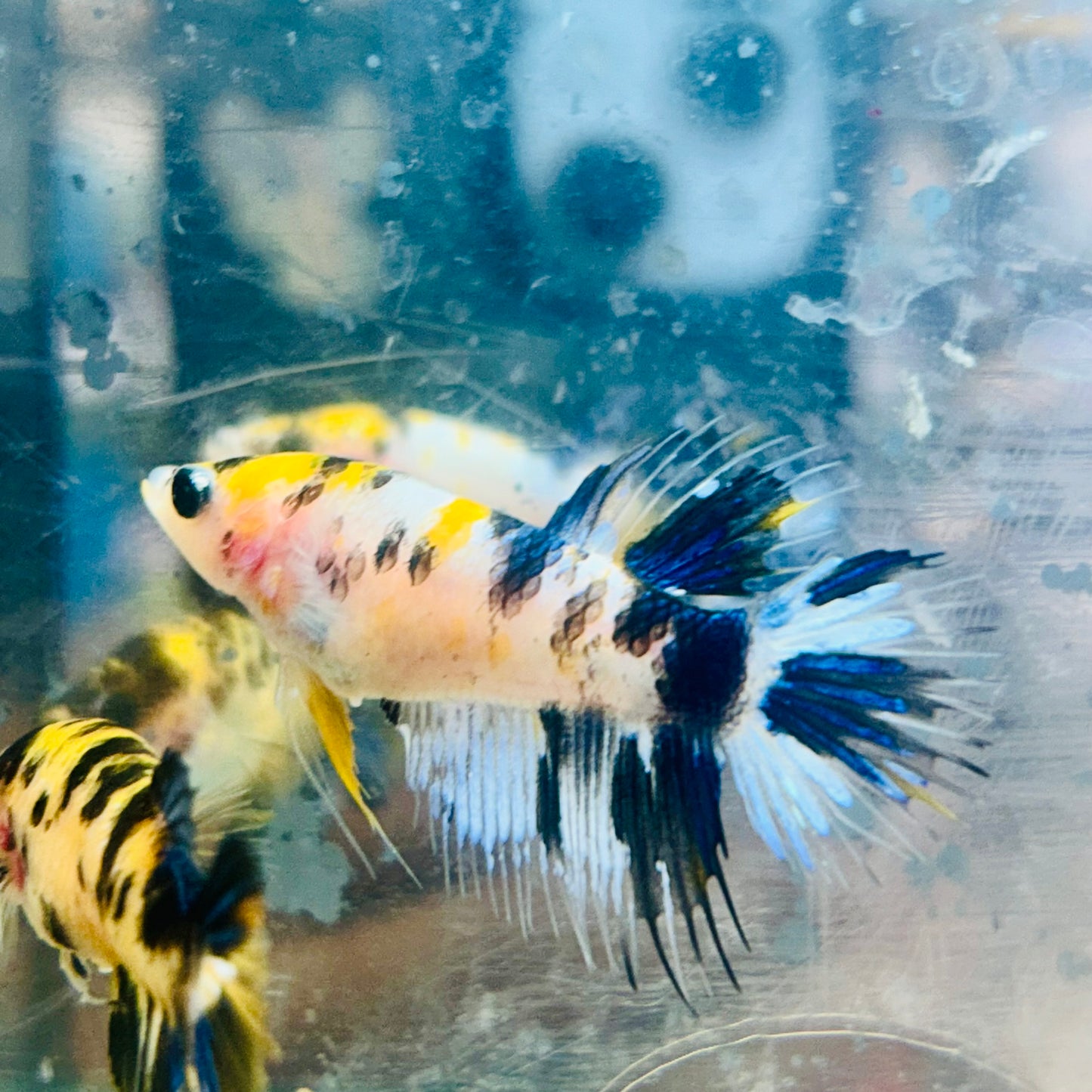 Koi Multicolor Crowntail - Female Betta #JU18