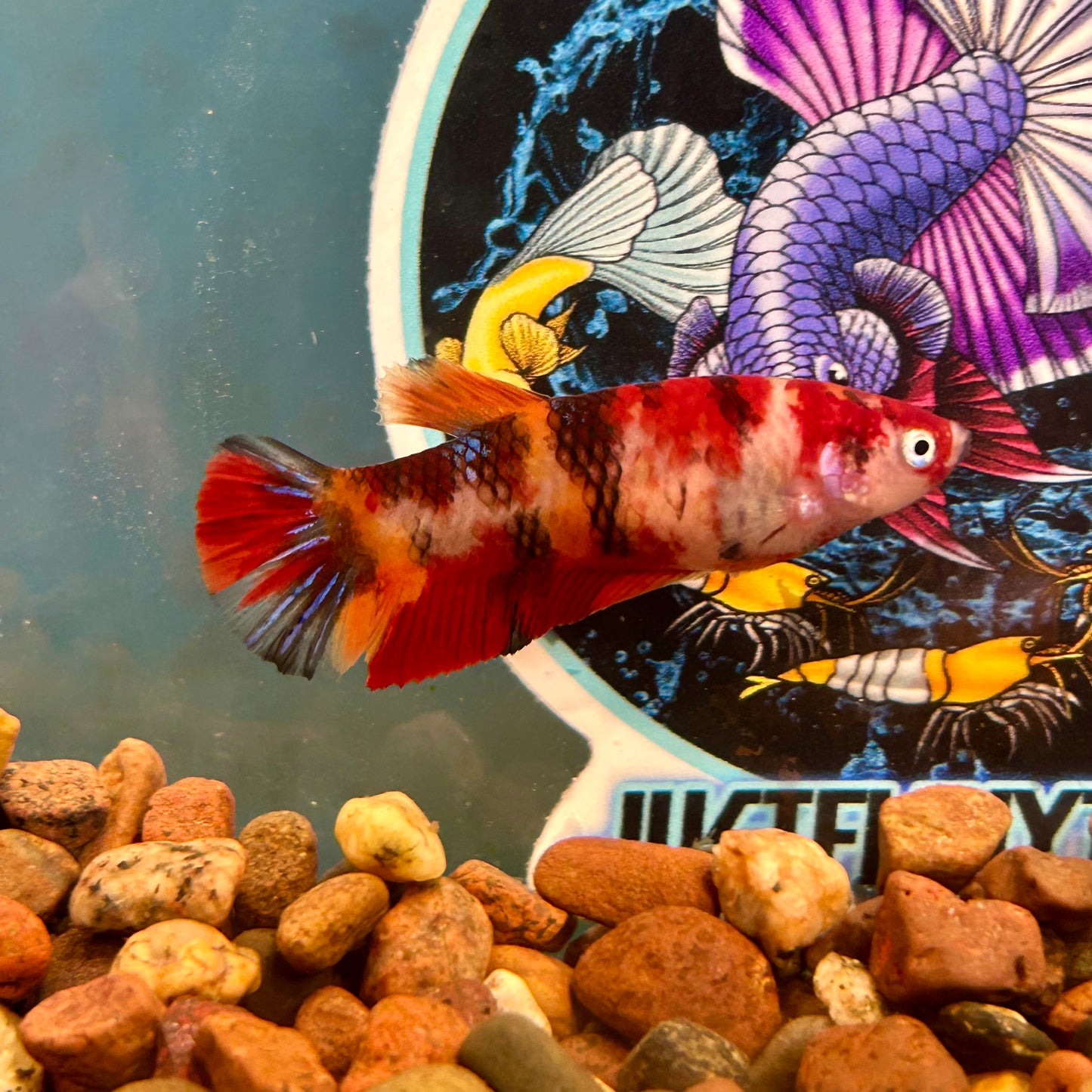 Nemo Koi Plakat - Female Betta 022