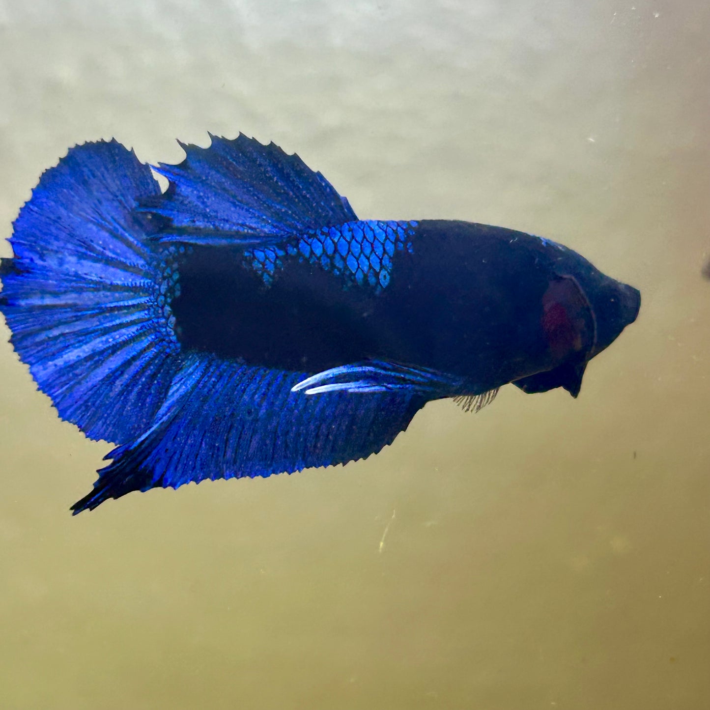 Blacklight Avarta Plakat - Male Betta 146