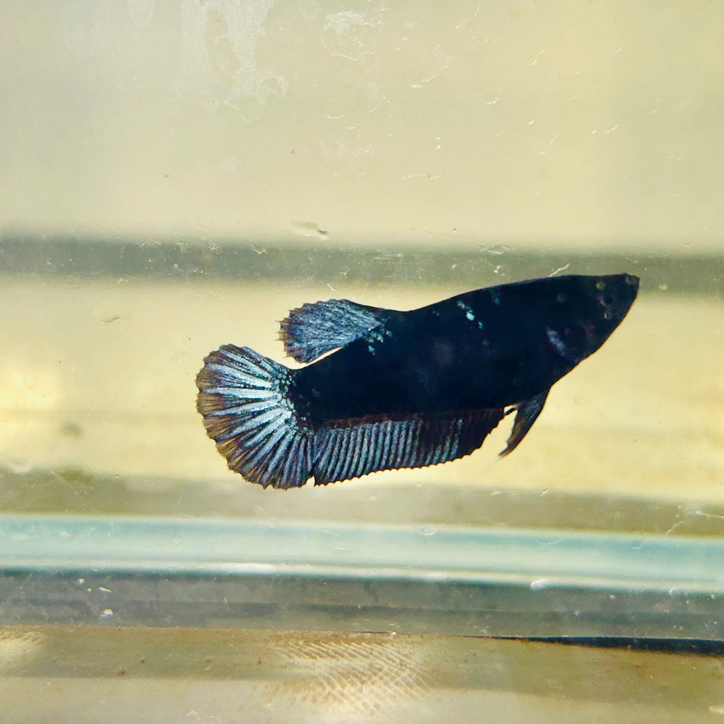Avarta Black Light Plakat - Female betta 064