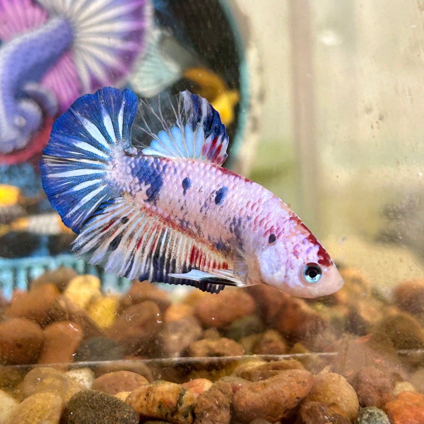 Blue Koi Candy Plakat - Male betta 035