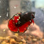 Avarta Vampire Plakat - Male Betta 083