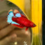 Red Fancy Plakat - Female betta 059