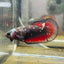 Avarta Vampire Plakat - Female betta 157
