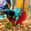 Avarta Vampire Halfmoon - Male Betta 097